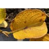 Salix yezoalpina - vrba