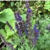 Salvia nemorosa 'Blaukönigin' - šalvěj hajní