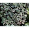 Salvia officinalis 'Tricolor' - šalvěj lékařská