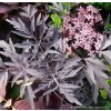 Sambucus nigra 'Black Lace' - bez černý