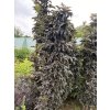 Sambucus nigra BLACK TOWER 'Eiffell'® - bez černý