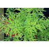 Sambucus nigra 'Golden Tower' - bez černý