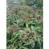 Sambucus nigra 'Korsor' - bez černý