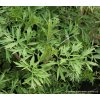 Sambucus nigra 'Laciniata' - bez černý