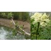 Sambucus nigra 'Monstrosa' - bez černý