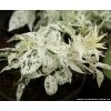 Sambucus nigra 'Pulverulenta' - bez černý