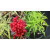 Sambucus racemosa 'Goldenlocks' - bez hroznatý