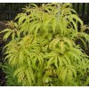 Sambucus racemosa 'Plumosa Aurea' - bez hroznatý