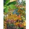 Sassafras albidum - kašťa bělavá