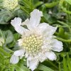 Scabiosa caucasica 'Perfecta Alba' - hlaváč kavkazský