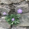 Scabiosa columbaria f. nana 'Misty Butterflies' - hlaváč