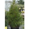Sciadopytis verticillata - pajehličník přeslenatý