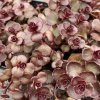 Sedum spurium 'Voodoo' - rozchodník pochybný