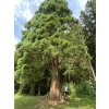 Sequoiadendron giganteum - sekvojovec obrovský
