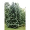 Sequoiadendron giganteum - sekvojovec obrovský