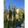 Sequoiadendron giganteum 'Pendulum' - sekvojovec obrovský