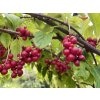 Schizandra chinensis - klanopraška čínská