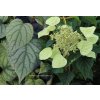 Schizophragma hydrangeoides 'Moonlight' - klanostěnka hortenziová