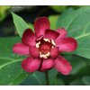 Sinocalycanthus (x) 'Aphrodite' - sazaníkovec