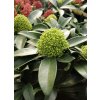 Skimmia japonica 'Finchy' - skimie japonská