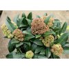 Skimmia japonica 'Rubesta Giant Pink' - skimie japonská