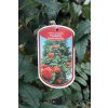 Sorbus aucuparia 'Fastigiata' - jeřáb obecný