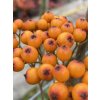 Sorbus AUTUMN SPIRE 'Flanrock' PBR - jeřáb