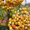 Sorbus commixta 'Ethel's Gold' - Jeřáb pomíchaný