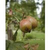 Sorbus domestica - oskeruše