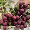 Sorbus 'Granatnaja' - jeřáb