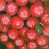 Sorbus 'Rubinowaja' - jeřáb