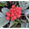 Sorbus 'Finská' - jeřáb