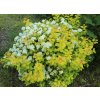Spiraea betulifolia 'Tor Gold' - tavolník břízolistý