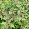 Spiraea bumalda (x) 'Antony Waterer' - tavolník nízký