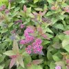 Spiraea bumalda (x) 'Antony Waterer' - tavolník nízký