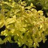 Spiraea japonica 'Golden Carpet' - tavolník japonský