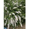 Spiraea nipponica 'Snowmound' - tavolník