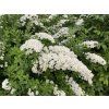 Spiraea nipponica 'Snowmound' - tavolník