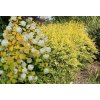 Spiraea vanhouttei (x) 'Gold Fountain' - tavolník van Houtteův