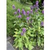 Stachys monnieri 'Hummelo' - Čistec lékařský