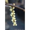 Stachyurus praecox