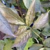 Staphylea colchica 'Black Beauty'