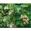 Staphylea pinnata - klokoč zpeřený