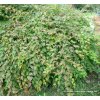 Stephanandra incisa 'Crispa' - korunatka klanná