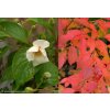 Stewartia pseudocamelia - stevarcie kaméliovitá