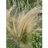 Stipa tenuissima 'Pony Tails' - kavyl péřovitý
