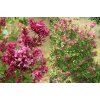 Syringa 'Baibelle' Tinkerbelle - šeřík