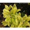 Syringa emodi 'Variegata' - šeřík himalájský