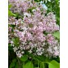 Syringa hyacinthiflora (x) 'California Rose' - šeřík hyacintokvětý