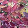 Syringa 'Josée' - šeřík